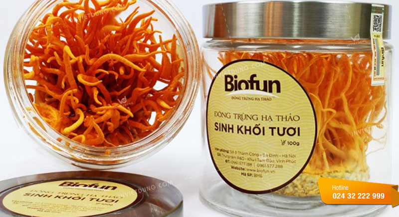 Mẫu tem nhãn đông trùng hạ thảo do In Việt Dũng thực hiện