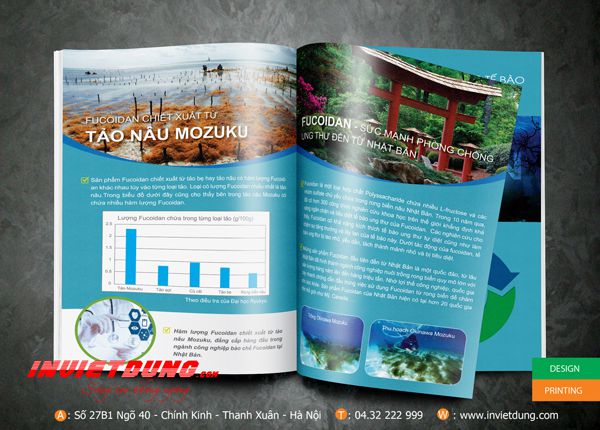 Mẫu catalogue đẹp và ấn tượng do In Việt Dũng thiết kế và in ấn